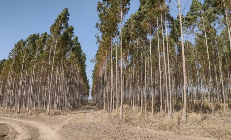 Las forestaciones de Unitán certificarán Bonos de Carbono en el 2022
