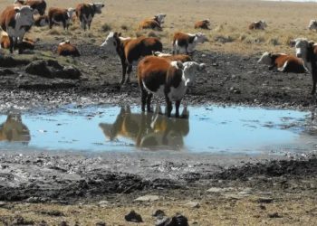 Diputados de Juntos por el Cambio piden la Emergencia Agropecuaria
