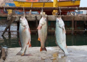 Ante el repunte de casos covid, suspenden la Fiesta Nacional de la Corvina de Río