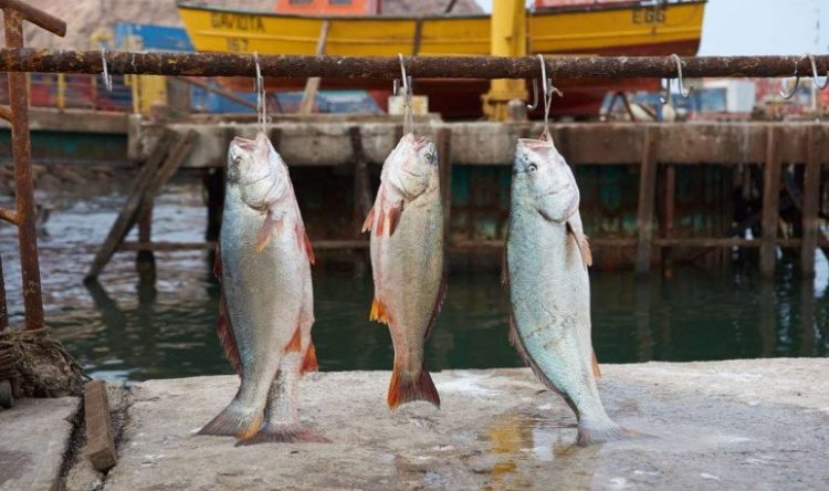 Ante el repunte de casos covid, suspenden la Fiesta Nacional de la Corvina de Río