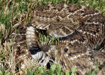 Un hombre falleció luego de ser mordido por una serpiente de cascabel