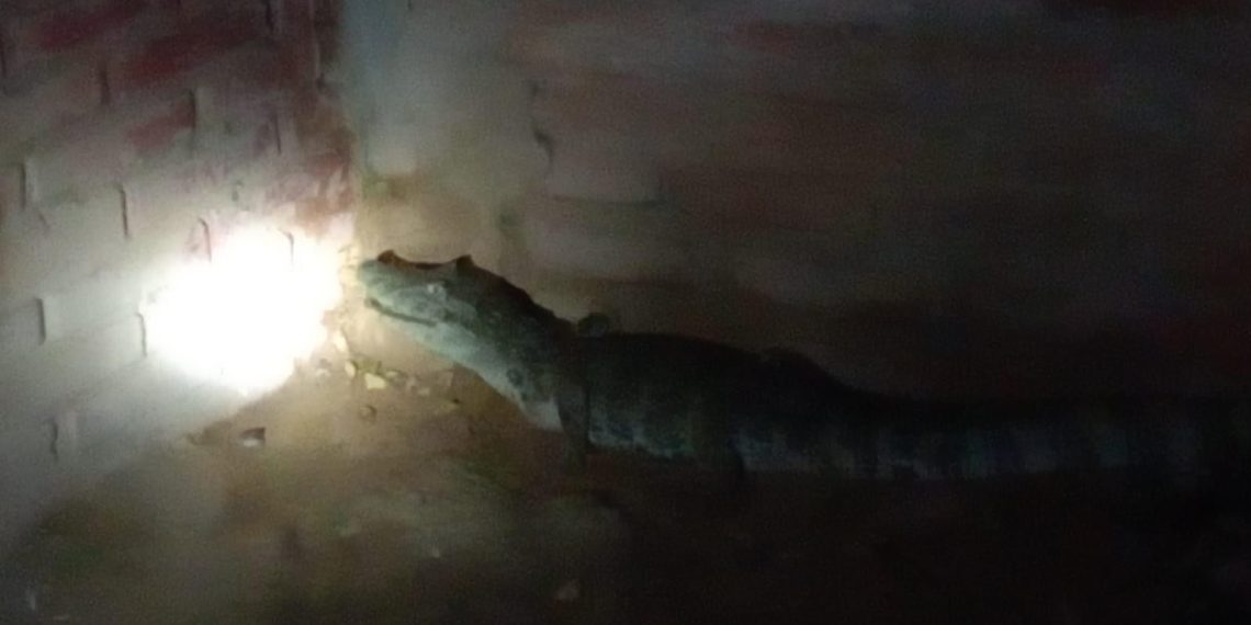 Se despertó durmiendo con un yacaré