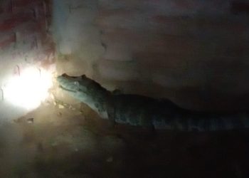 Se despertó durmiendo con un yacaré