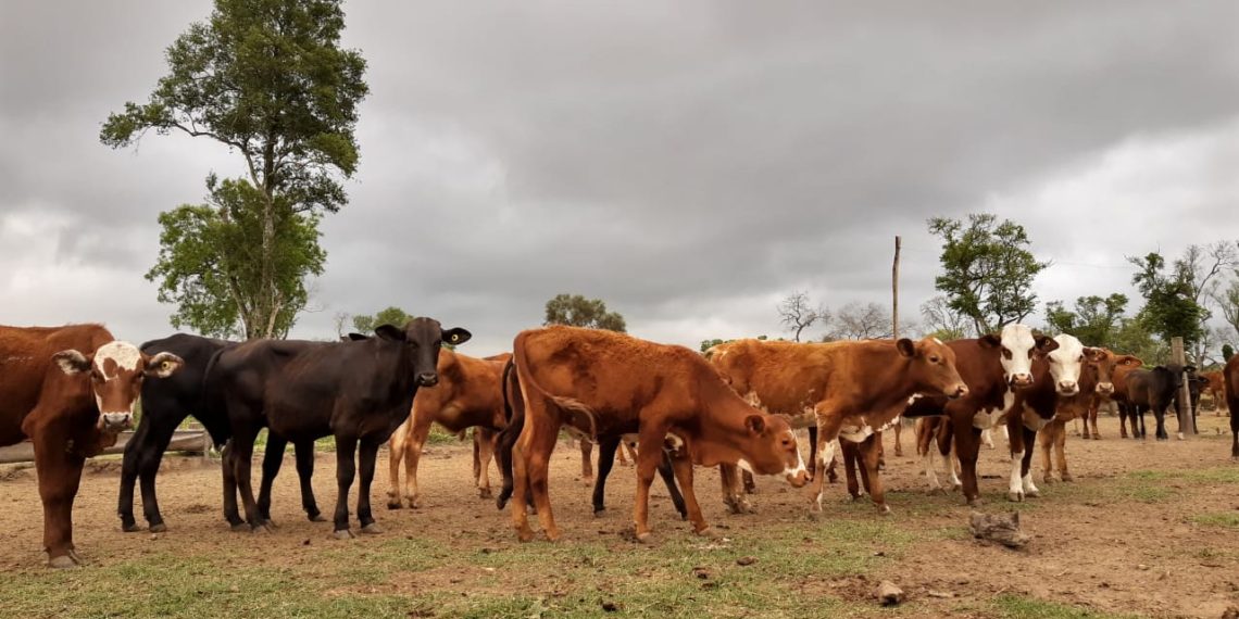Nación transfirió a Formosa 150 millones de pesos por la emergencia agropecuaria