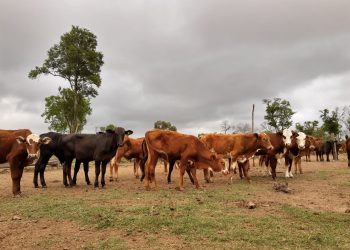 Nación transfirió a Formosa 150 millones de pesos por la emergencia agropecuaria