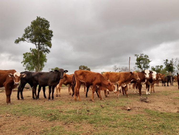 Nación transfirió a Formosa 150 millones de pesos por la emergencia agropecuaria