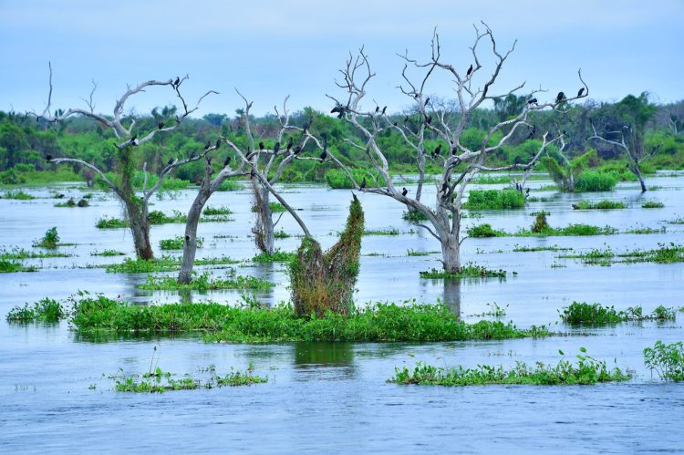 La belleza del bañado La Estrella fue destacada en el diario Página 12
