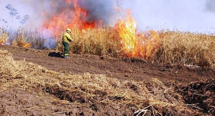 Unas 15 mil hectáreas del Parque nacional Pilcomayo fueron consumidas por el fuego