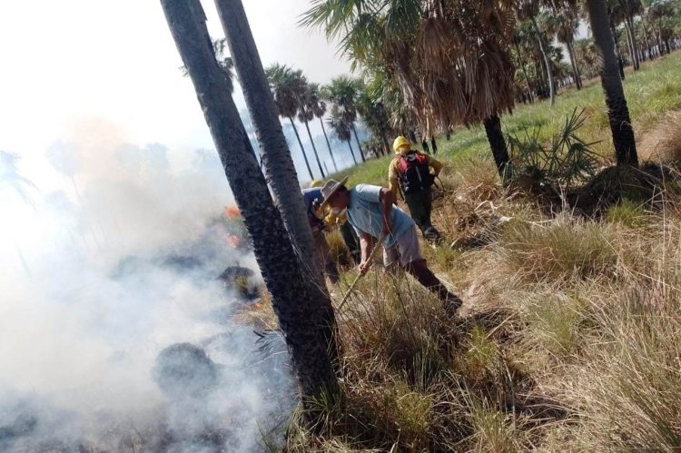 Unas 15 mil hectáreas del Parque nacional Pilcomayo fueron consumidas por el fuego