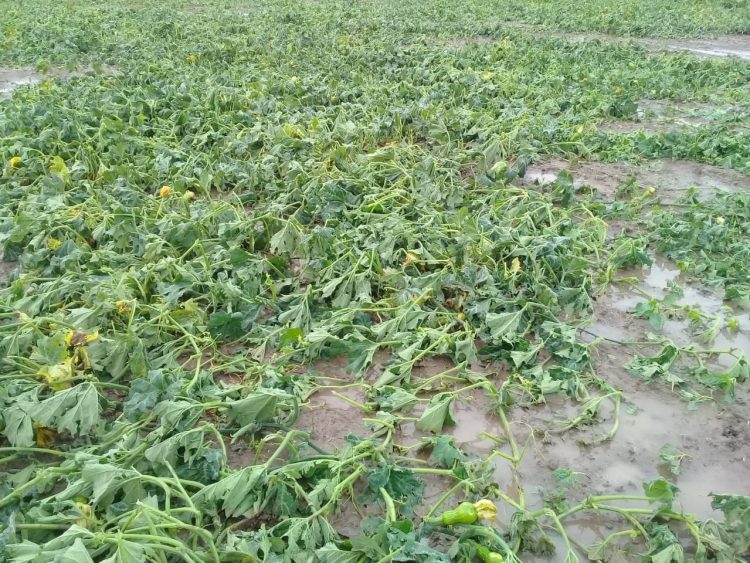 Lluvia caída en la provincia, pueblo por pueblo
