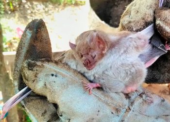 Vampiros en Formosa: el Senasa realiza acciones de control ante un brote de rabia paresiante