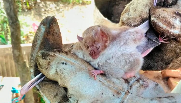 Vampiros en Formosa: el Senasa realiza acciones de control ante un brote de rabia paresiante