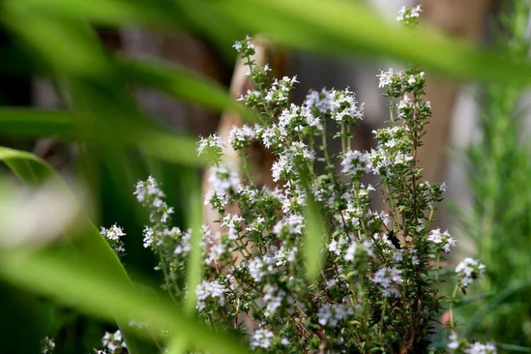 Dieta para hipertensos: 4 alimentos y bebidas para controlar la presión arterial