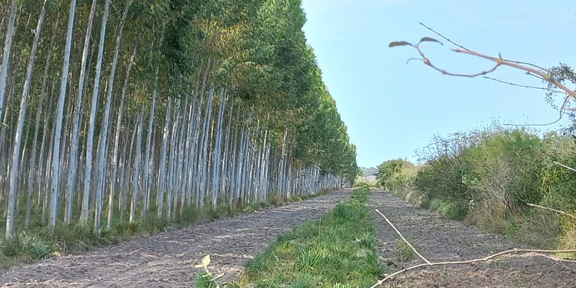 UNITÁN es la primera empresa en nuestro país en certificar bonos de carbono