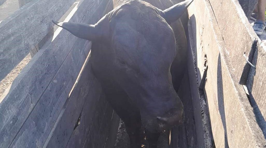 Un hombre de 48 años falleció al ser embestido y pisado por un toro de 800 kilos