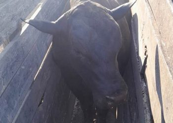 Un hombre de 48 años falleció al ser embestido y pisado por un toro de 800 kilos