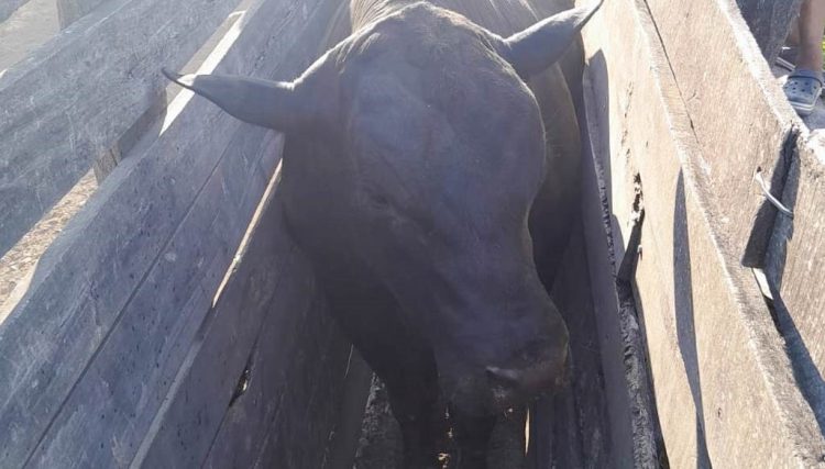 Un hombre de 48 años falleció al ser embestido y pisado por un toro de 800 kilos