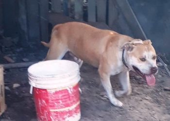 Un pitbull atacó a un bebé y a su tía de 15 años