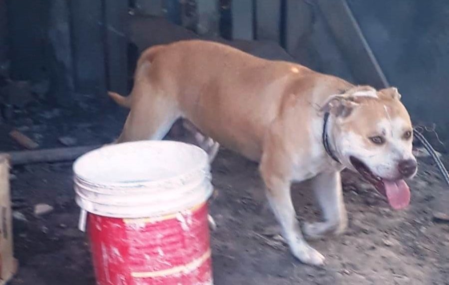 Un pitbull atacó a un bebé y a su tía de 15 años
