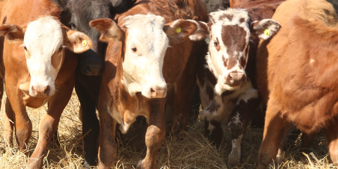 Documentación a presentar por la emergencia agropecuaria