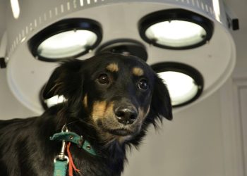 La Municipalidad multará «hasta con 10 mil litros de combustible a quienes maltraten animales»