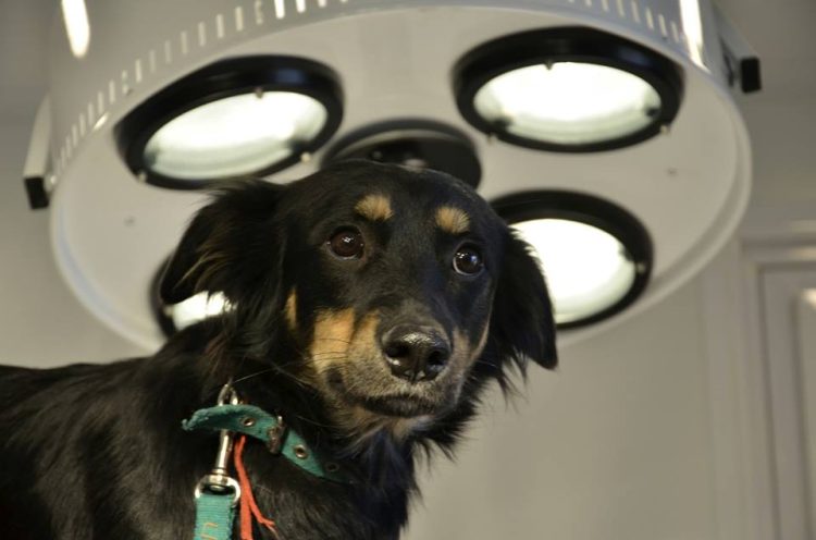 La Municipalidad multará «hasta con 10 mil litros de combustible a quienes maltraten animales»