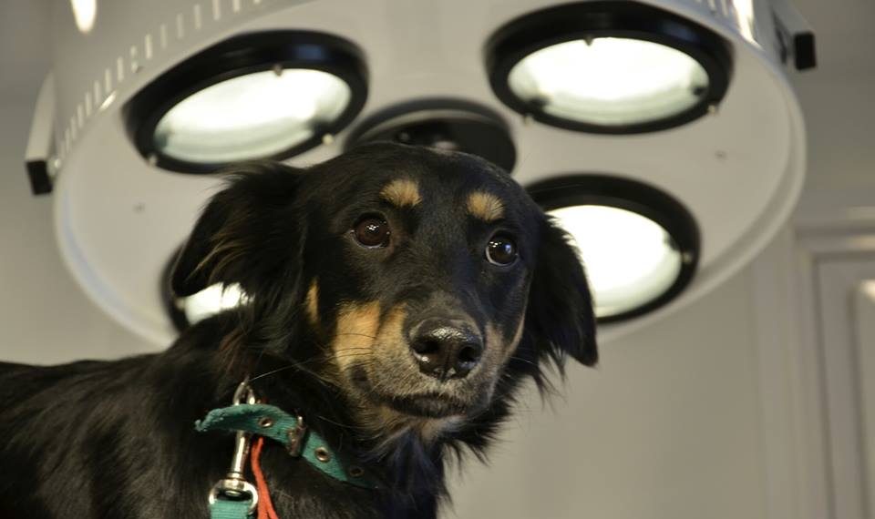 La Municipalidad multará «hasta con 10 mil litros de combustible a quienes maltraten animales»