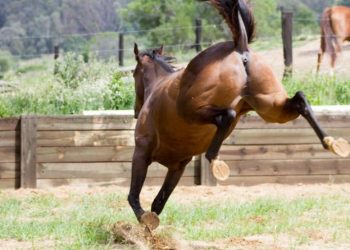 Un niño de 5 años intentaba tocar un caballo y el animal le lanzó una patada en la cabeza