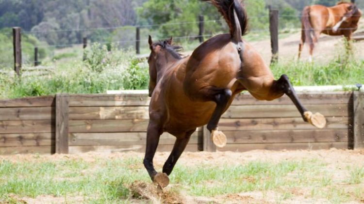 Un niño de 5 años intentaba tocar un caballo y el animal le lanzó una patada en la cabeza