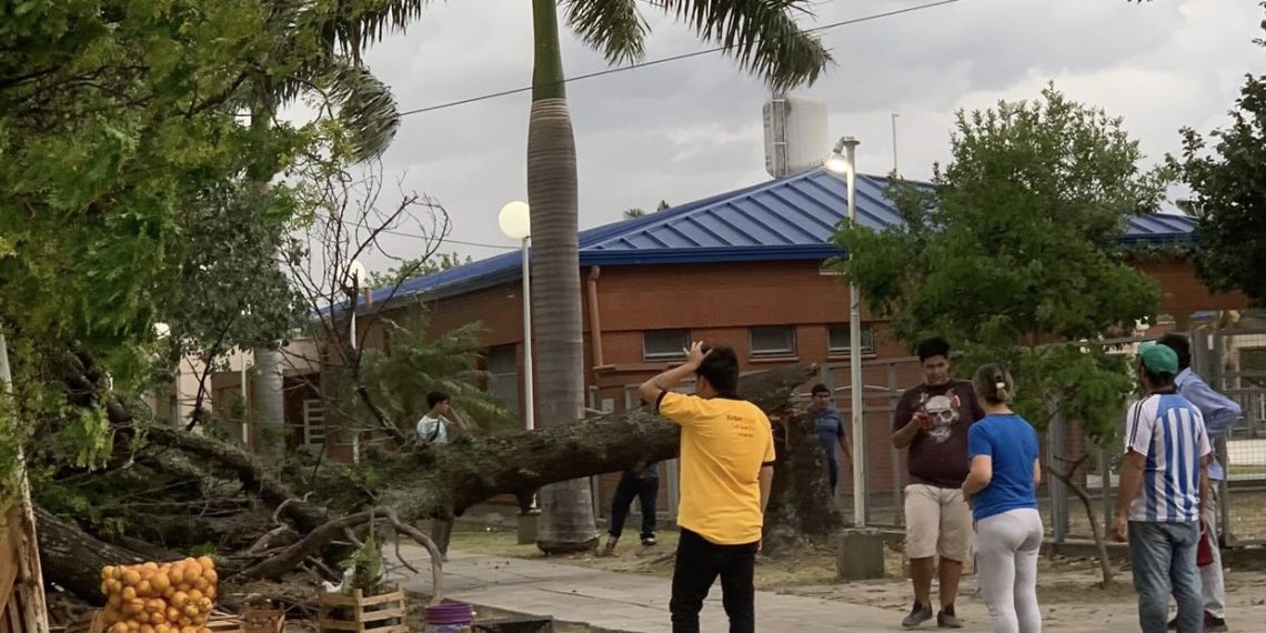 Cayó un árbol sobre una frutería ambulante