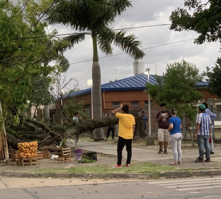 Cayó un árbol sobre una frutería ambulante