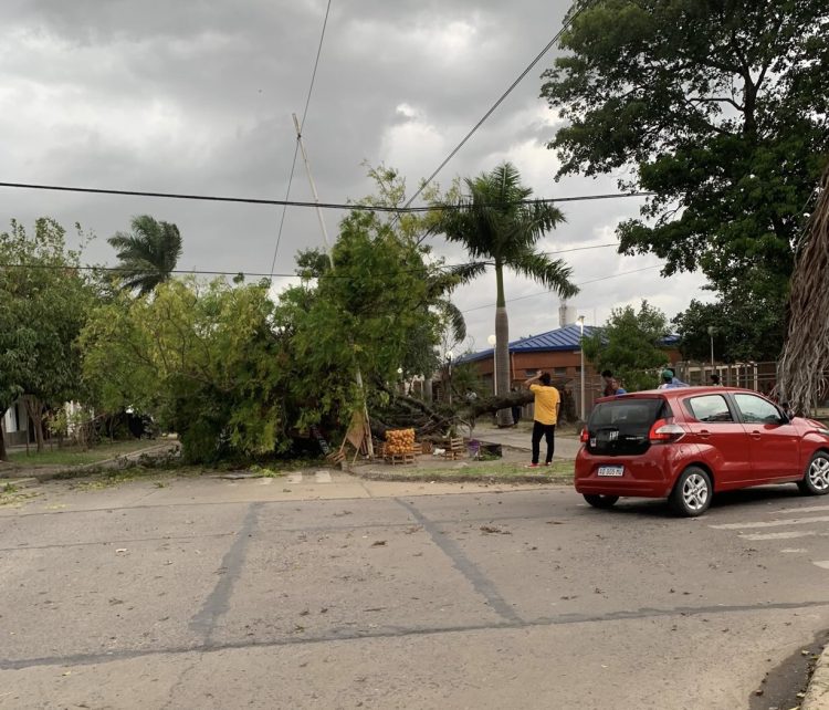 Cayó un árbol sobre una frutería ambulante