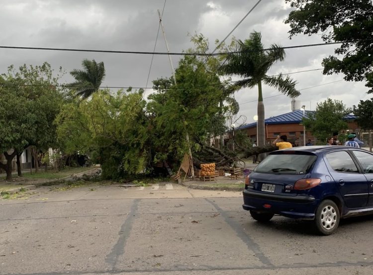 Cayó un árbol sobre una frutería ambulante