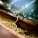 Otro hecho de violencia extrema a la salida de un local bailable (video)