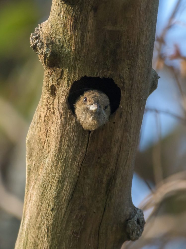 Invitan a fotógrafos aficionados y profesionales al concurso «Aves de Formosa»