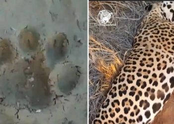 El cazador que mató un yaguareté deberá pagar una multa de más de 370 millones de pesos