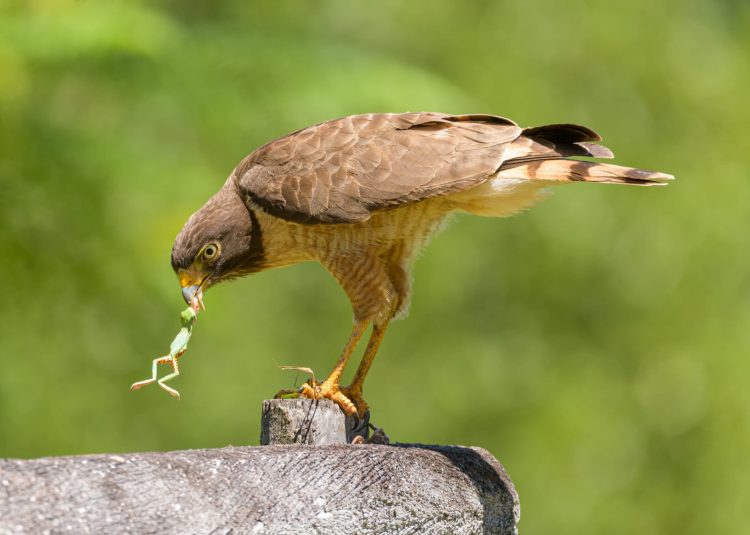 Invitan a fotógrafos aficionados y profesionales al concurso «Aves de Formosa»