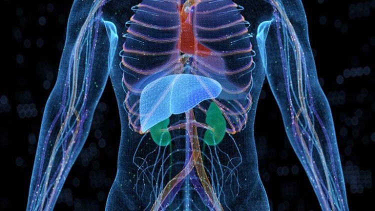 Enfermedad del hígado graso es considerada una epidemia silenciosa en el mundo