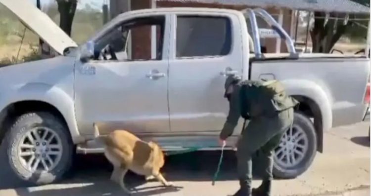 Ocultaban 29 kilos de cocaína en el tanque de combustible, pero el olfato de los perros de GN los descubrió en Juárez