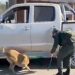 Ocultaban 29 kilos de cocaína en el tanque de combustible, pero el olfato de los perros de GN los descubrió en Juárez