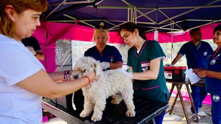 El Municipio concluirá con la campaña de vacunación antirrábica en el barrio Vial