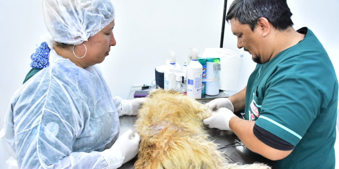 La Dirección de Zoonosis se suma a la II Jornada de Castración Masiva en América Latina