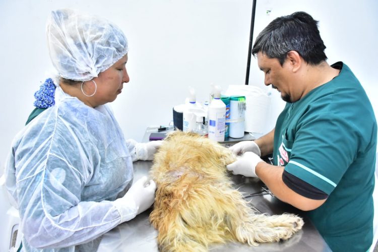 La Dirección de Zoonosis se suma a la II Jornada de Castración Masiva en América Latina