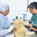 La Dirección de Zoonosis se suma a la II Jornada de Castración Masiva en América Latina