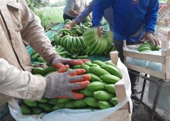 La banana local que en chacra se vende a $70 el kilo, en Buenos Aires se comercializa a 300 pesos
