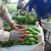 La banana local que en chacra se vende a $70 el kilo, en Buenos Aires se comercializa a 300 pesos