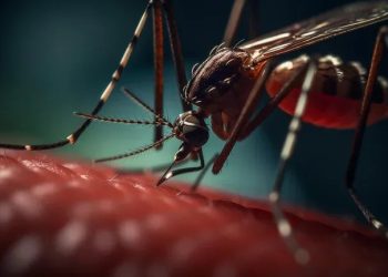 Este año, el dengue ya mató a tres personas en Formosa