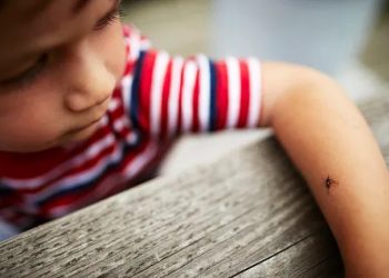 Cuáles son los 6 repelentes naturales que pueden ahuyentar a los mosquitos