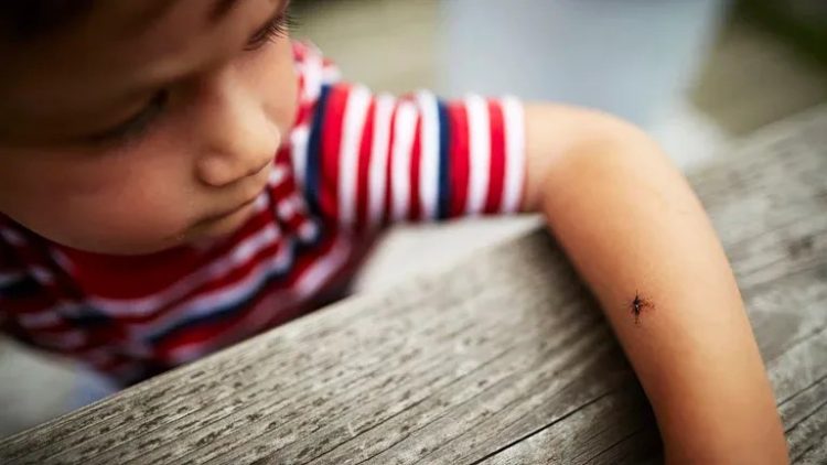 Cuáles son los 6 repelentes naturales que pueden ahuyentar a los mosquitos