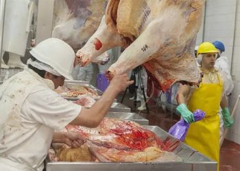 ChaFor le pide al IPCVA que revea el aumento de la contribución sobre animales para faena